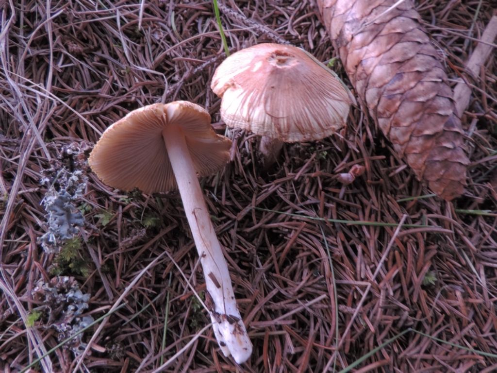 Inocybe da id.